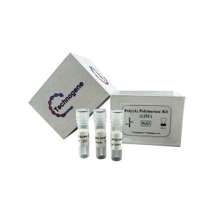 E. coli Poly(A) Polymerase
