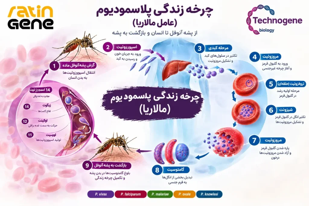چرخه زندگی پلاسمودیوم (عامل مالاریا)